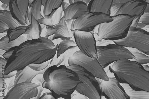 Obraz Green and yellow hosta in black and white patteryn grows on the lawn in the garden close-up.