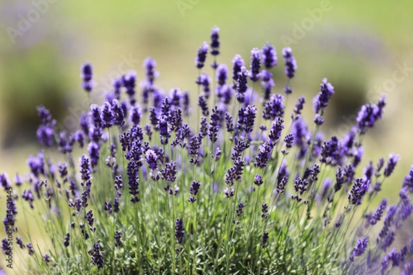 Obraz Lavender flowers