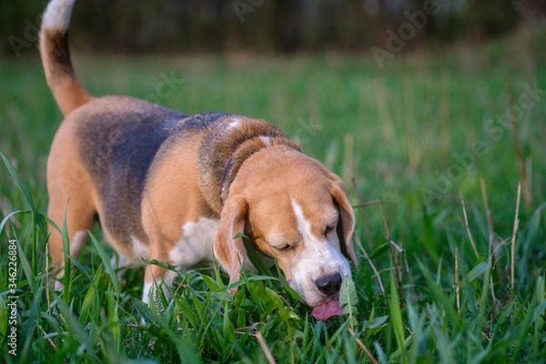 Fototapeta a dog of the Beagle breed eats fresh green grass in the spring on a meadow during a walk