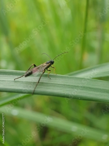 Obraz grasshopper on a leaf