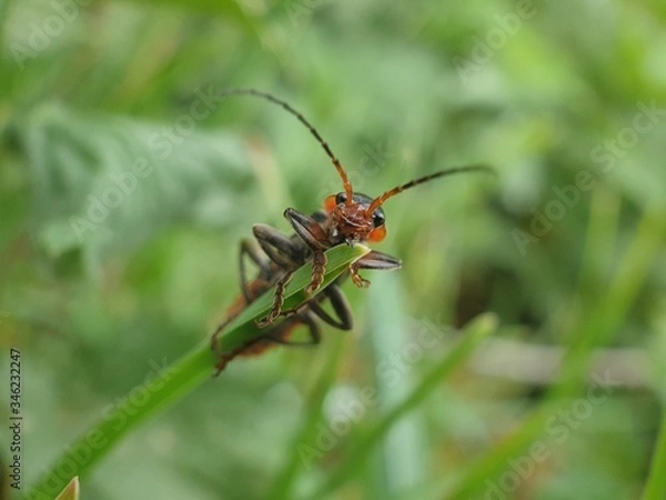 Obraz bug on a leaf