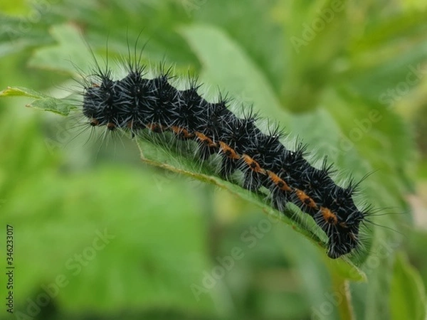 Obraz caterpillar on a leaf