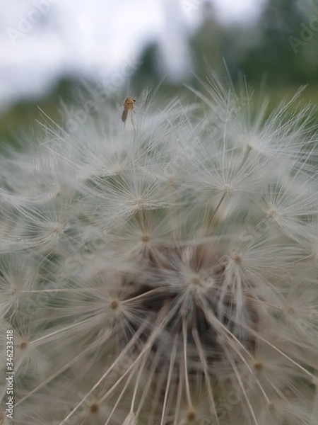 Obraz close up of dandelion