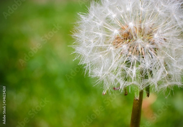 Fototapeta A close up of a dandelion before it looses its petals