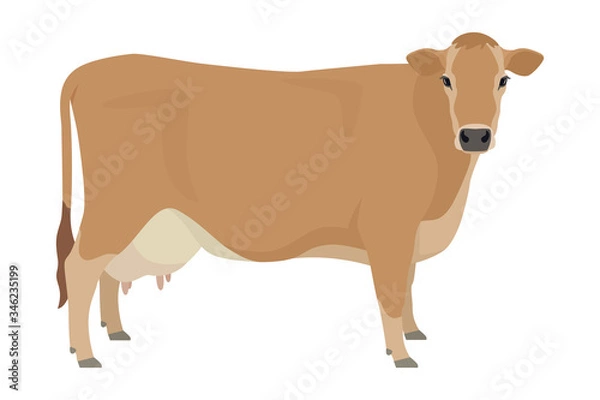Fototapeta Jersey cattle Flat vector illustration Isolated object on white background