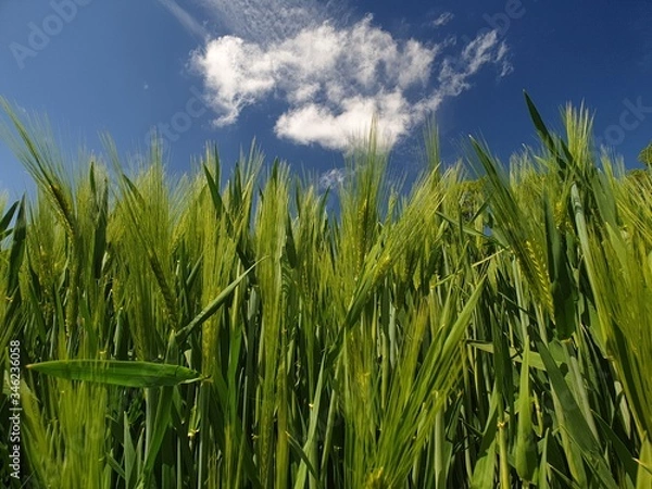 Obraz green wheat field