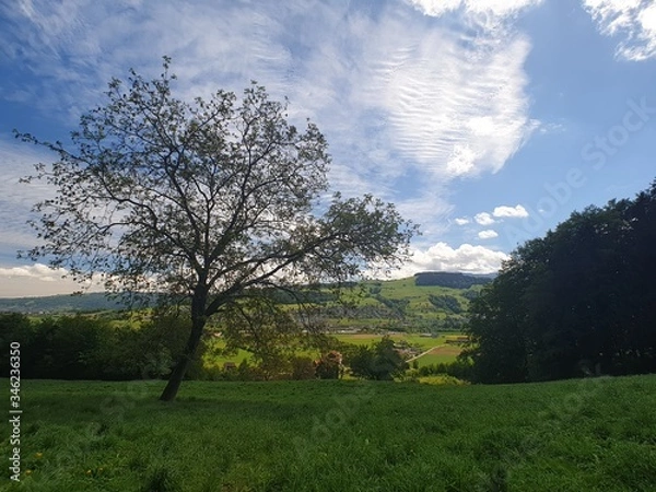 Obraz landscape with trees