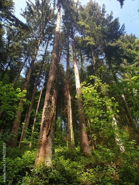 Obraz trees in the forest