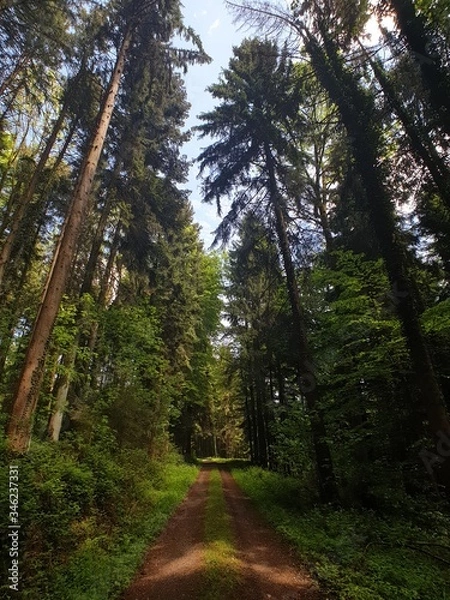 Obraz path in the woods