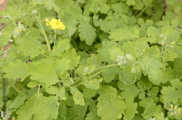 Fototapeta Spring. May. Fresh beautiful fragrant wildflowers and plants grow in the meadow.
