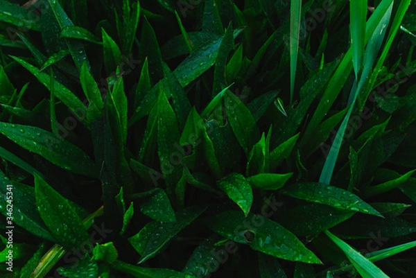 Obraz Blätter mit Wasser