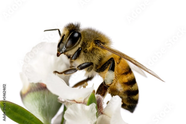 Obraz Bee, Apis mellifera on Australian Tea-tree flower
