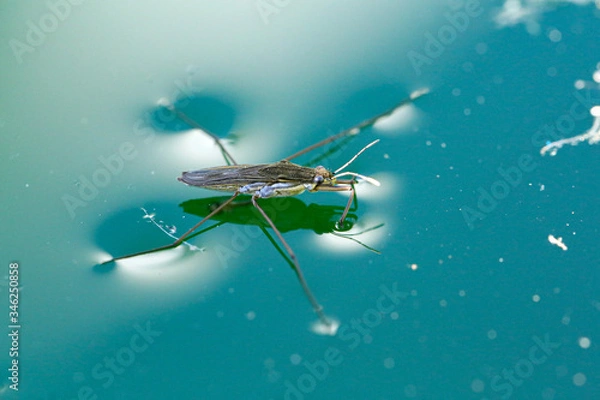 Fototapeta Macro of Gerris lacustris or common pond skater