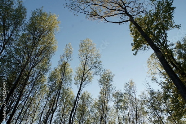 Fototapeta Baumkrone