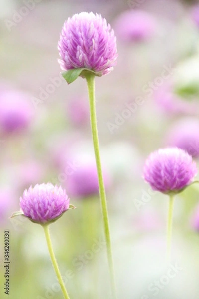 Fototapeta 千日草