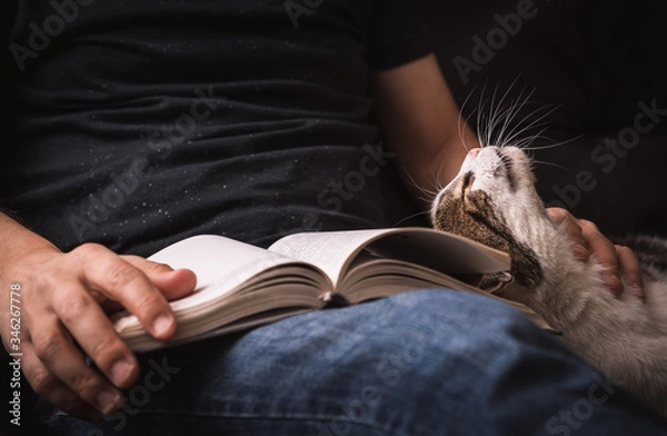 Fototapeta Reading book on sofa with cuddling of cat.