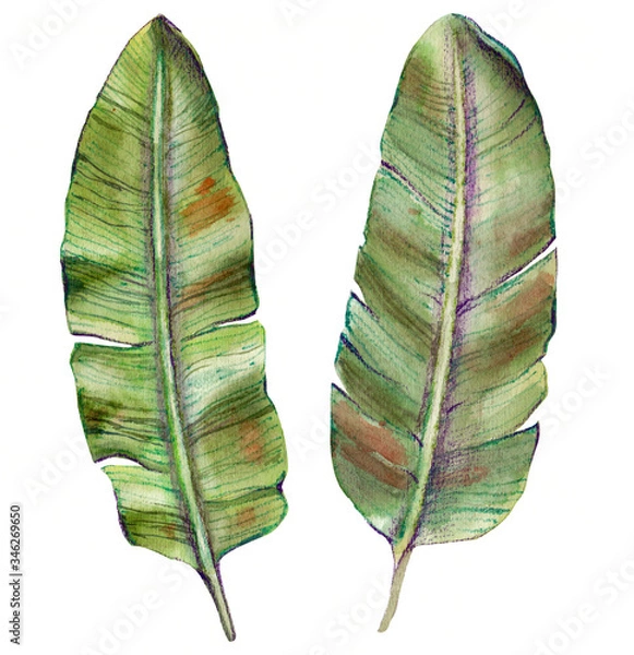 Fototapeta watercolor illustration - banana leaves