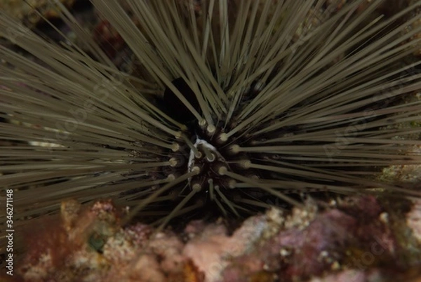 Obraz long spined sea urchin