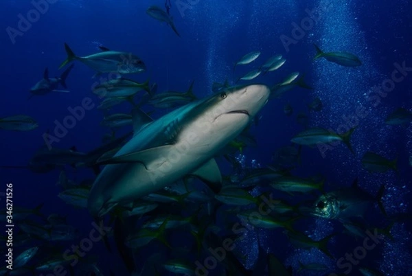 Fototapeta caribbean reef shark