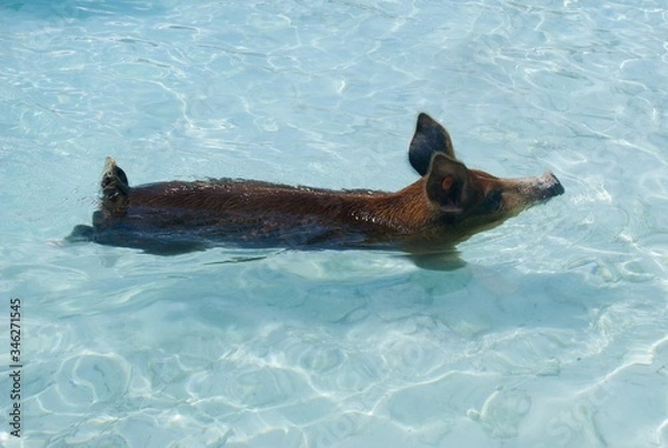 Obraz swimming pig bahamas