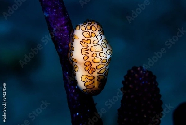 Obraz flamingo tongue