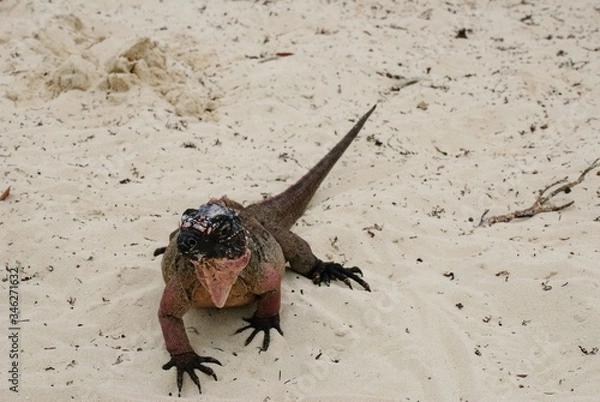 Obraz iguana on the beach, bahamas