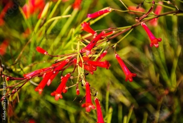 Fototapeta red and green