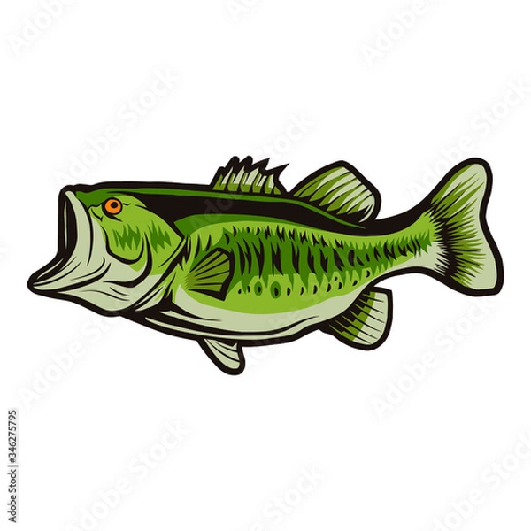 Obraz bass fish vector illustration design isolated object on white background