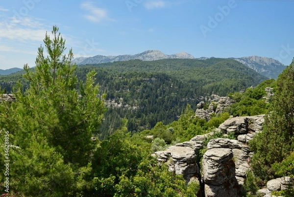 Obraz Cone forest in Turkey.