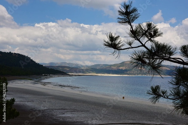 Obraz Cone forest in Turkey.