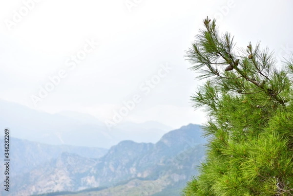 Obraz Cone forest in Turkey.