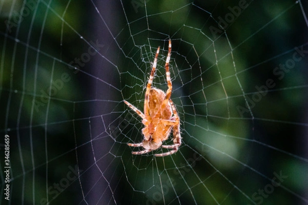 Obraz spider on web