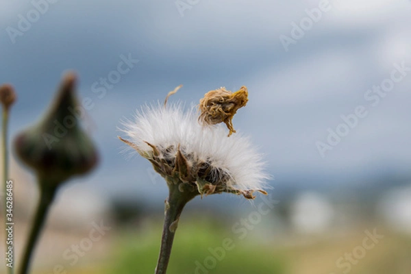 Obraz dandelion seed head