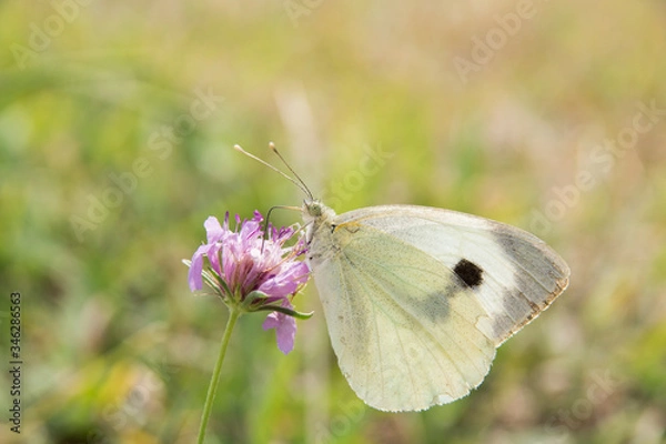 Obraz butterfly on a flower