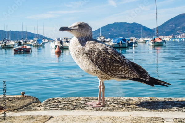 Obraz seagull on the pier