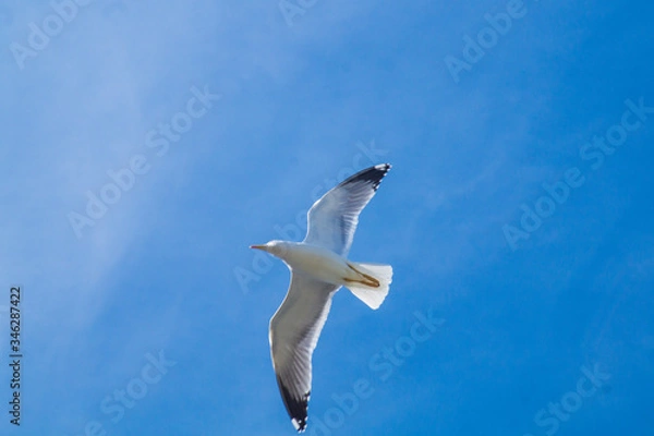 Obraz seagull in flight