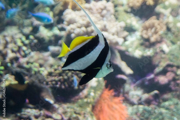 Obraz tropical fish in aquarium