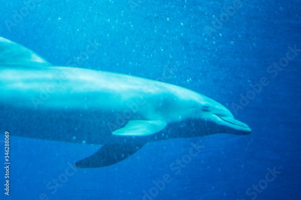 Obraz a pair of dolphins