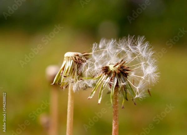 Fototapeta dandelion seed head
