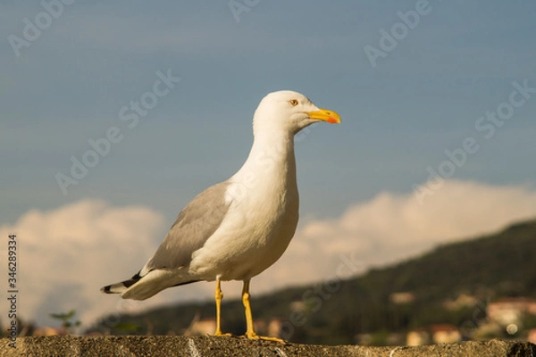 Obraz seagull on a rock