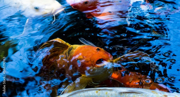 Fototapeta Peces en el estanque