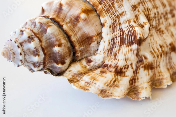 Obraz seashell isolated on white background