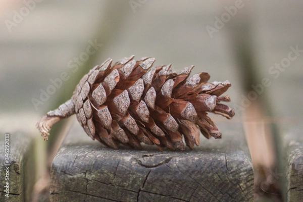 Obraz close up of a pine cone