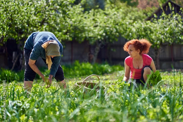 Fototapeta Farmer women harvesting orache
