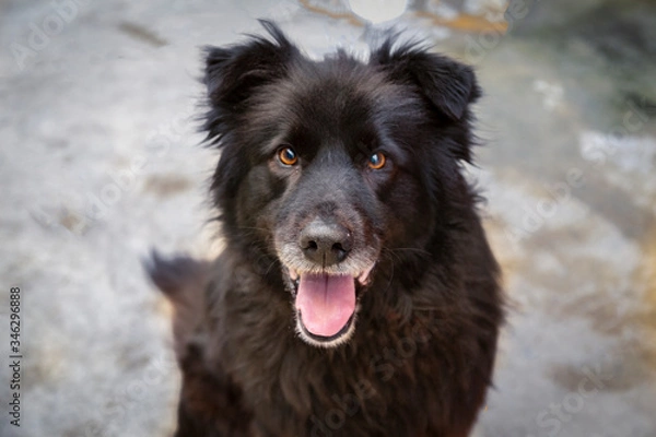 Fototapeta Frontal downward view,of a black long haired mixed breed dog from the neck up, with mouth open, against a neutral background
