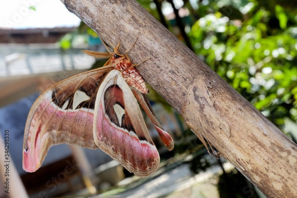 Fototapeta Attacus atlas, the Atlas moth, is a large saturniid moth endemic to the forests of Asia.