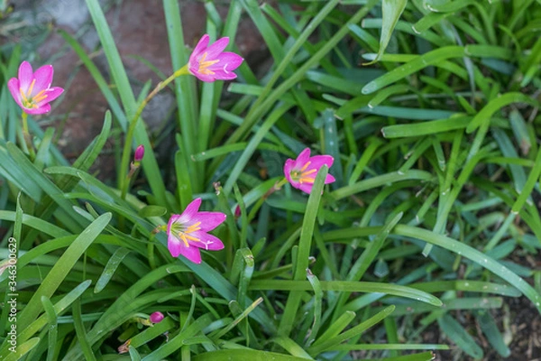 Fototapeta Pink lily flowers enoying the sunlight