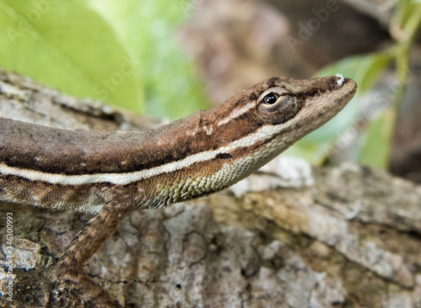 Obraz Lizard in the forest