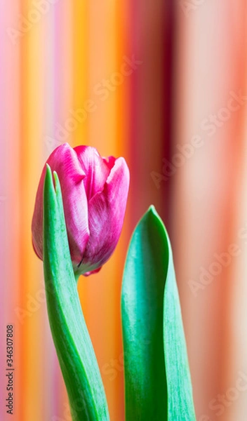 Fototapeta tulip on a red background