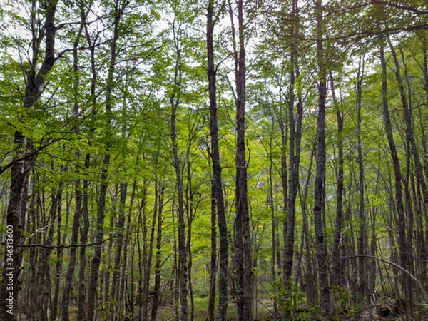 Fototapeta trees covering the trekking path